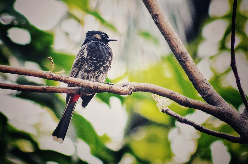 Bulbul Bird On The Tree