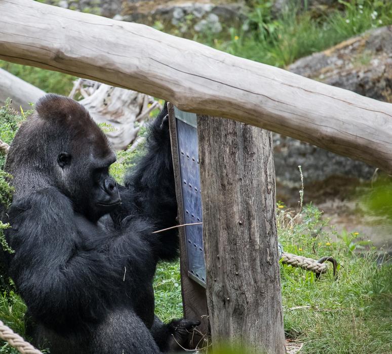 black gorilla in the zoo in Berlin