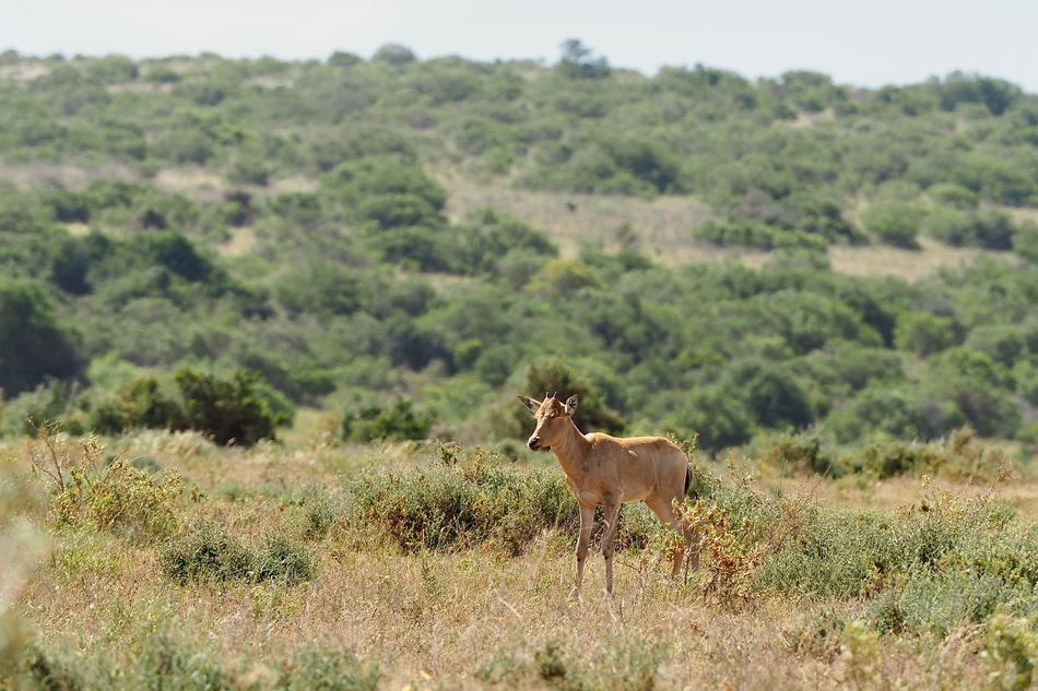 Kudu Calf in South Africa