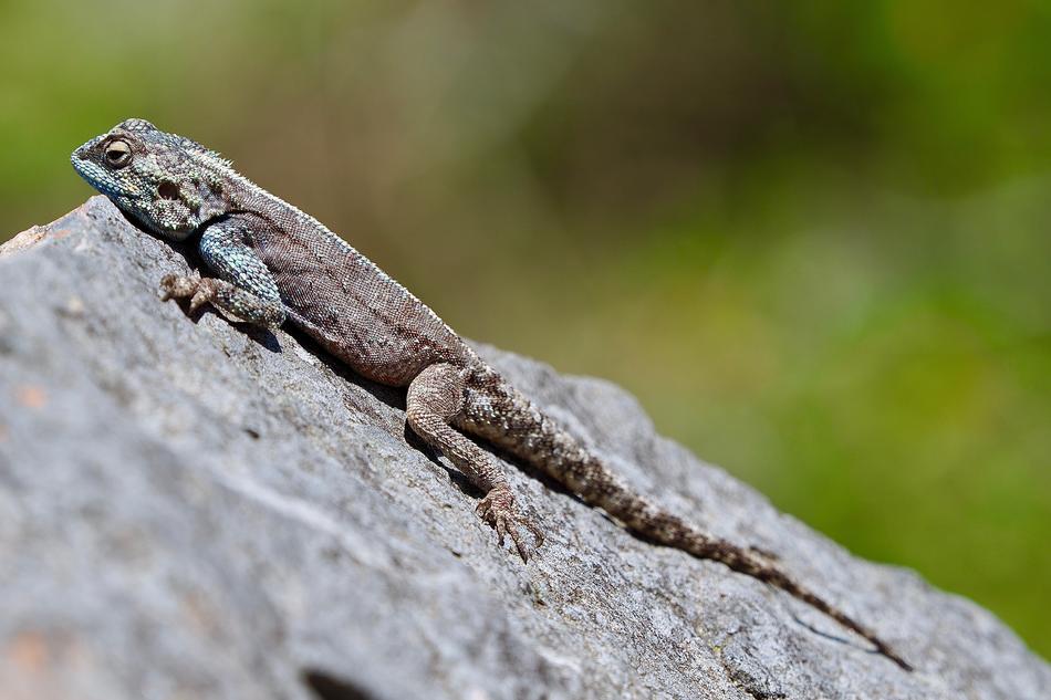 Lizard Stone Reptile