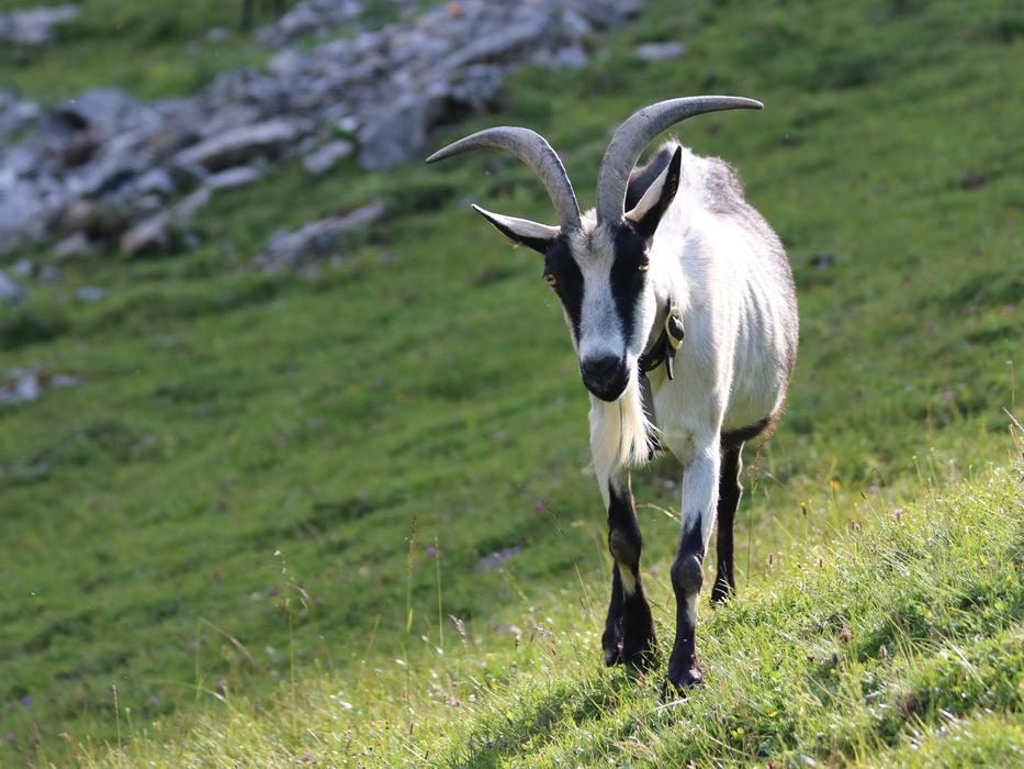 alpine color goat
