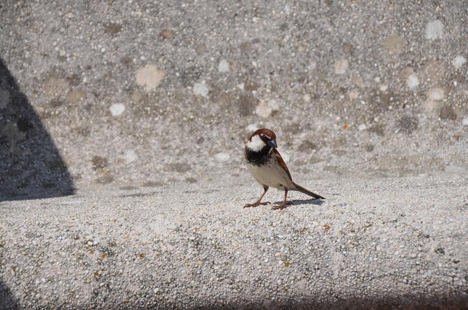 sparrow Bird on Stone Bank