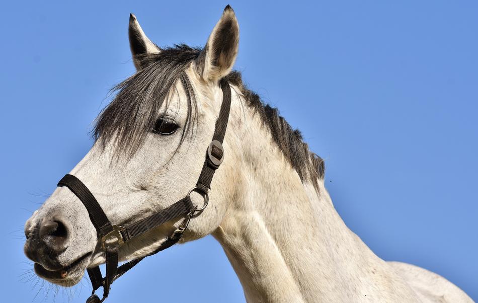 Mold horse at Blue Sky