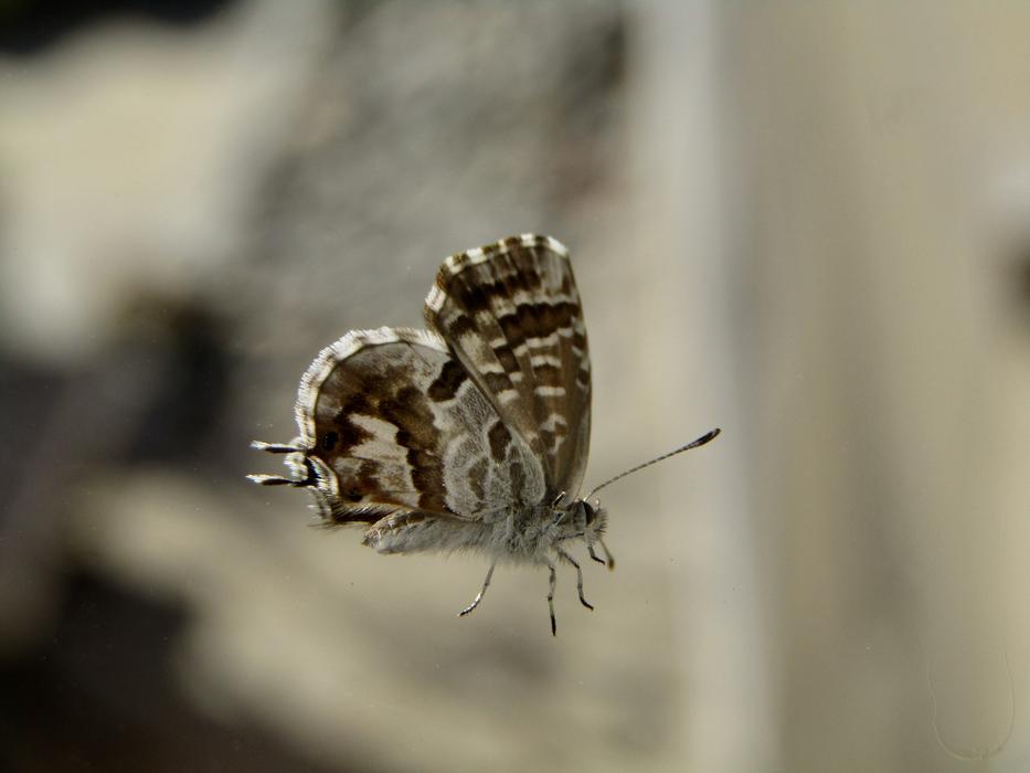 Butterfly Fall Insect