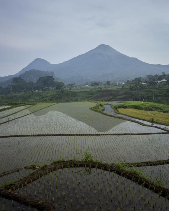 Mount Field View