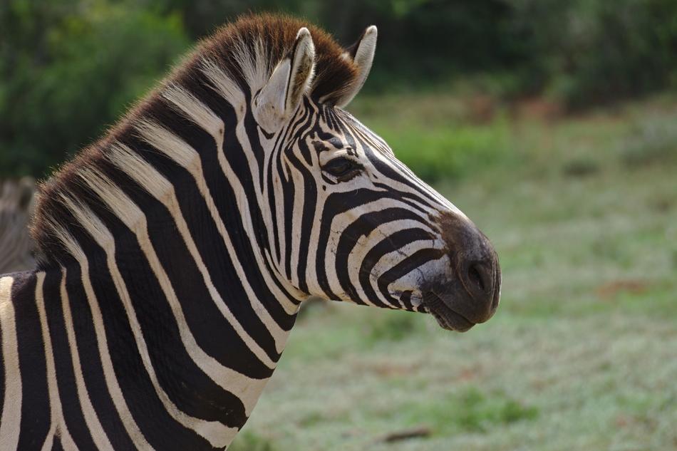 Zebra Young Animal