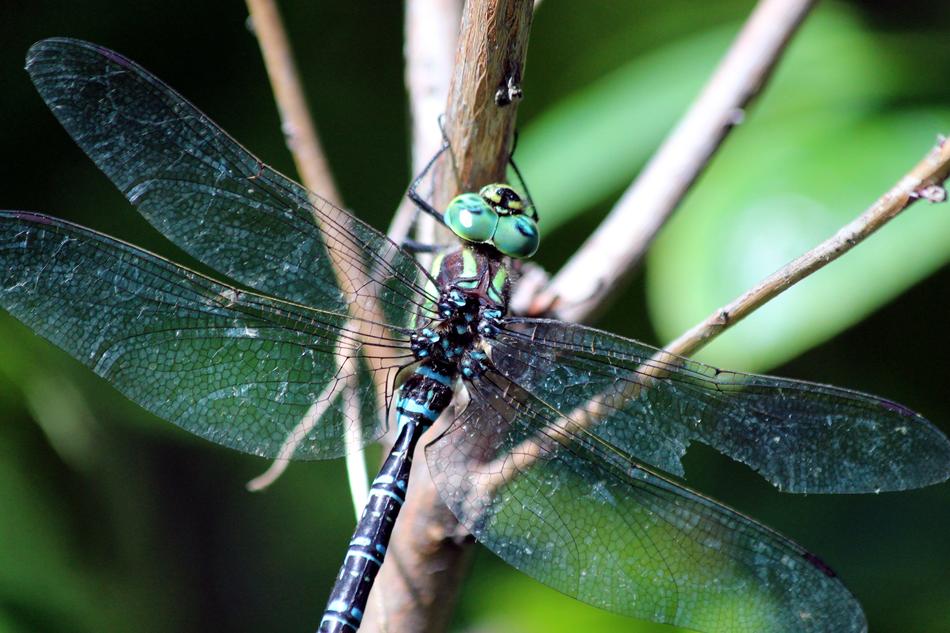 Dragonfly Blue Branch