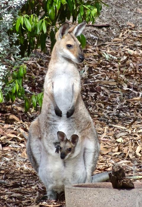 wallaby in the wild