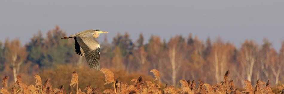 Spring Lake Grey Heron Flight