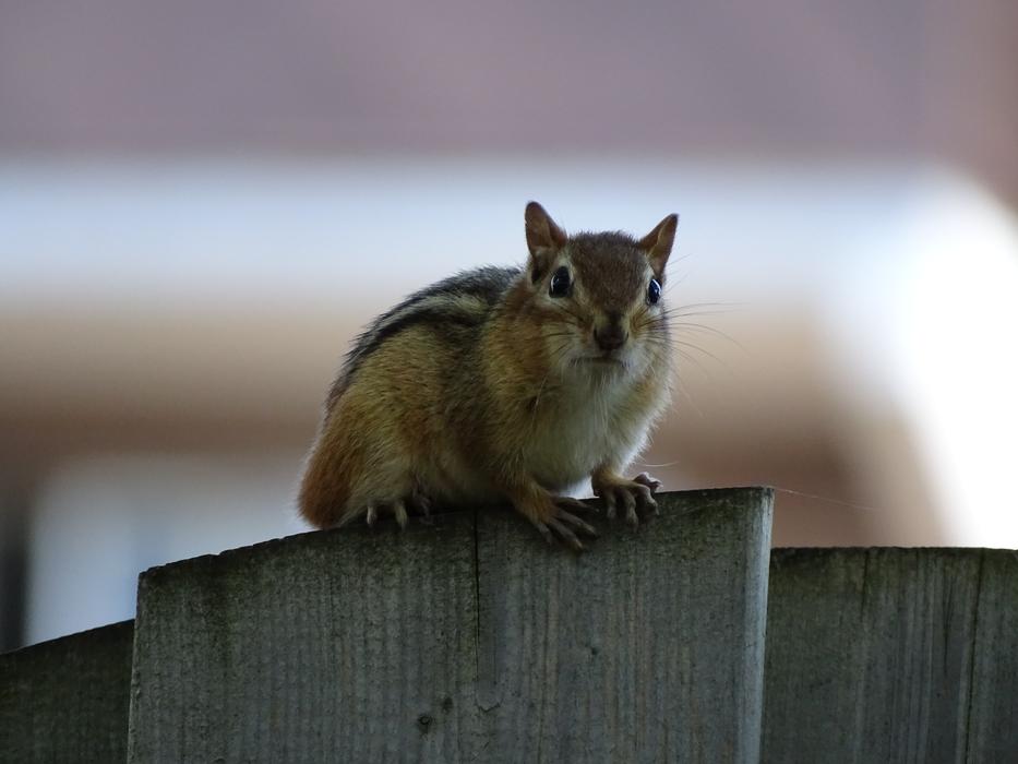 squirrel on a pole