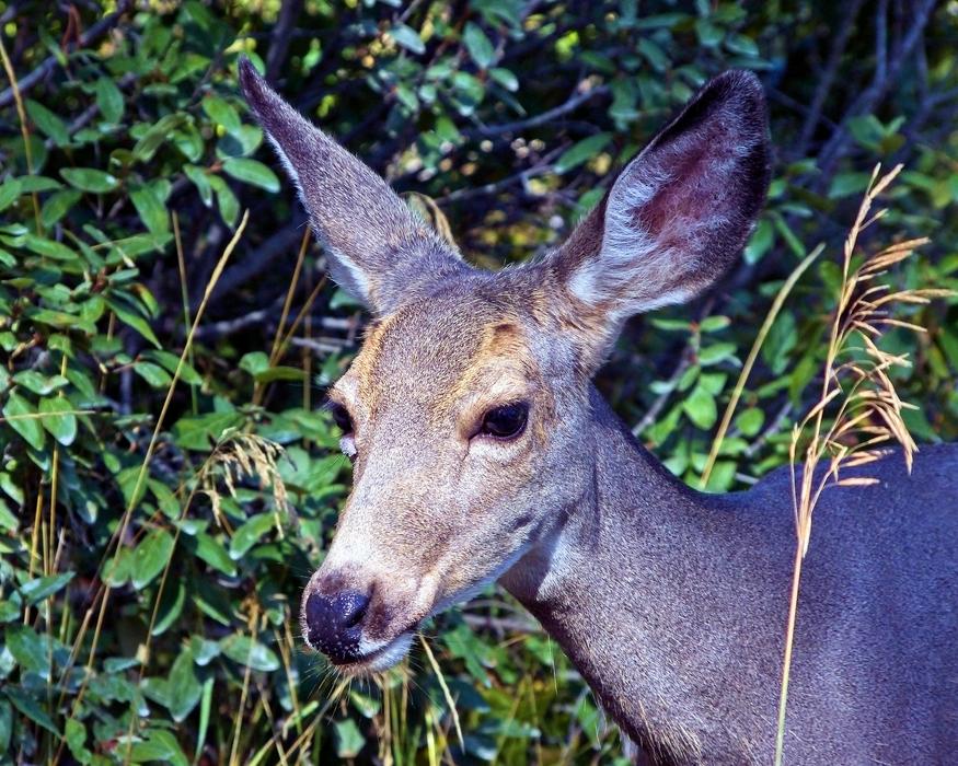 Mule Deer Animal