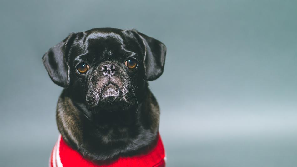 Pug Black Dog