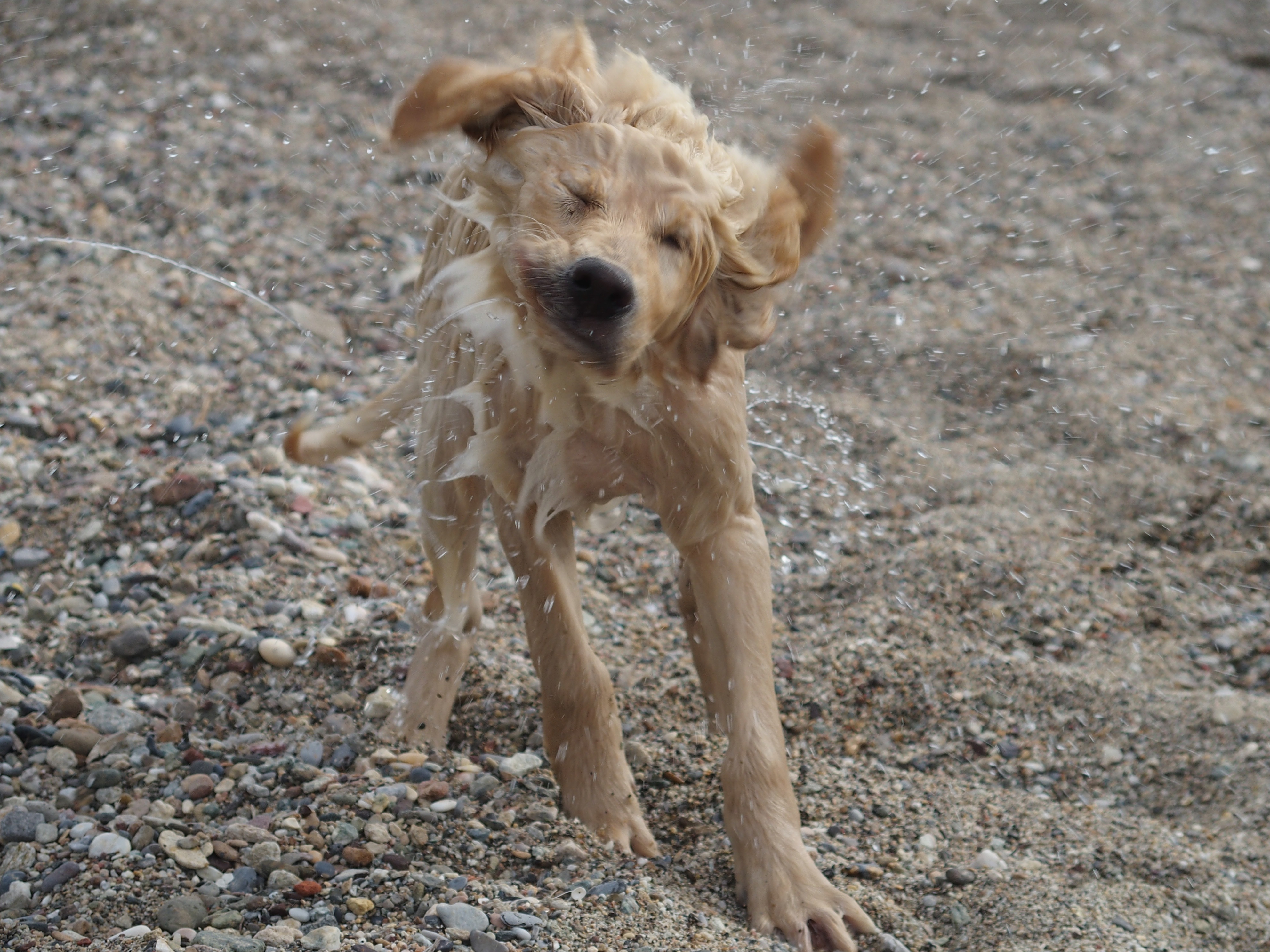 Как выглядит мокрая собака Wet Dog after Swimming free image download