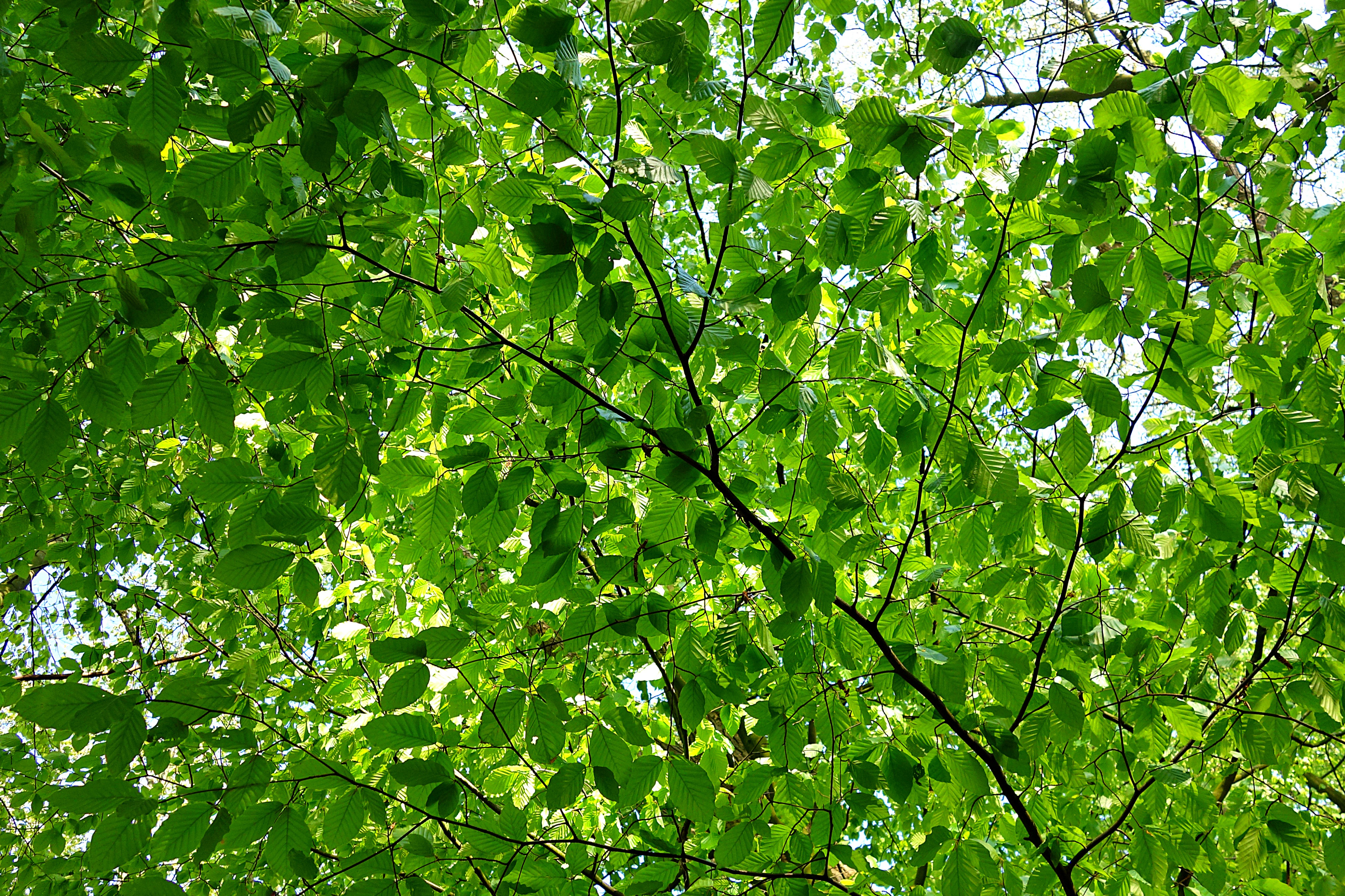 Лиственные деревья текстура