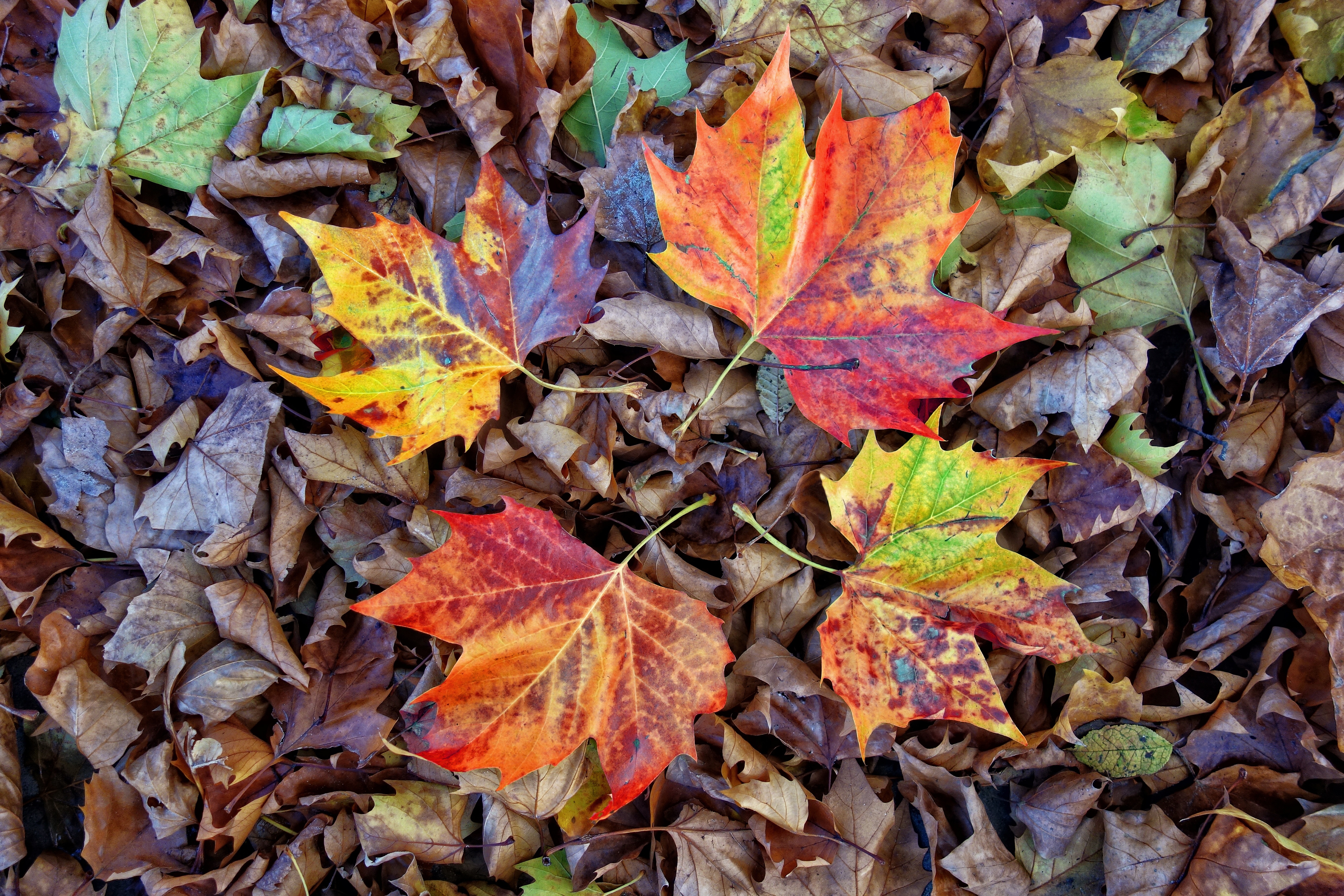 Картинка les Feuilles Mortes 1920x1080 p