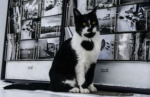 black and white cat background photos, mykonos, greece