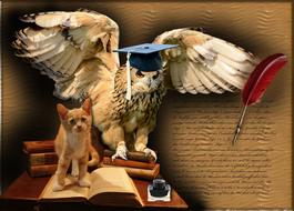 Wisdom Owl Bird