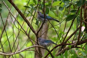 Bird Animal Nature