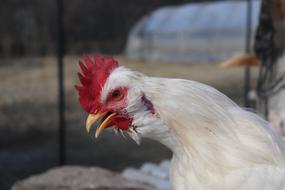 white fluffy chicken