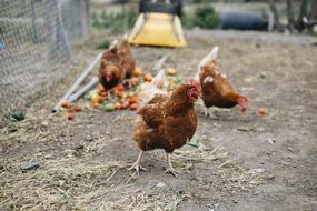 Chicken Chickens Hen