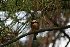Animal Forest Bird Wild