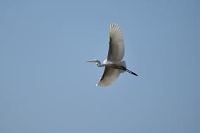heron high in the blue sky