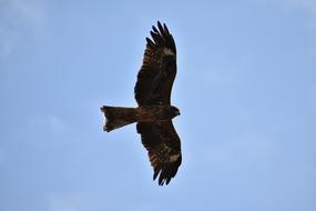 Animal Sky Bird Wild