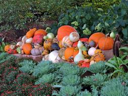 ripe pumpkins in green grass