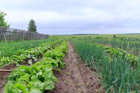 vegetable farming garden