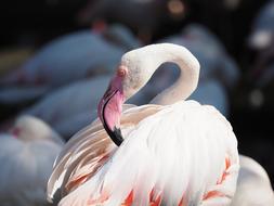 white flamingo brushing his feathers