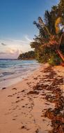 Seychelles Sunset Beach Palm
