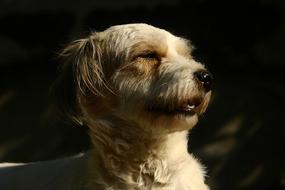 Dog Animals