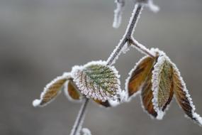 Leaves Frost Winter