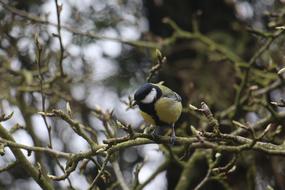 Tit Bird Nature