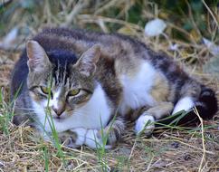 Feline Cat Animals