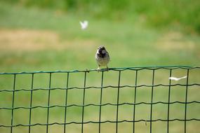 Bird Fence Butterfly
