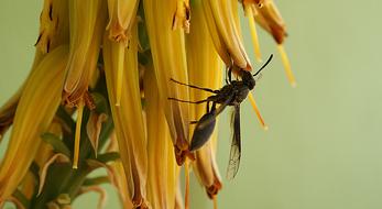 insect on a long flower