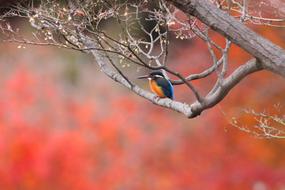Bird Foliage Autumn Color