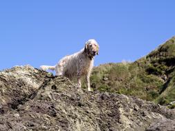 Dog Rocks Animal