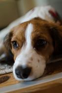 Dog Pet Animal
