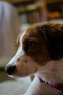 Dog Pet Animal