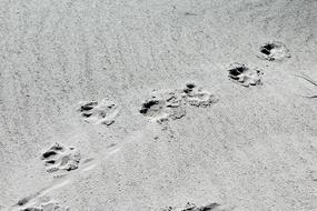 Paws Sand Beach Dog