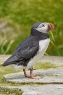 Puffin Iceland Bird