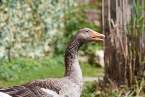 Goose Bill Bird Water