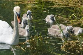 Swan Family Watch