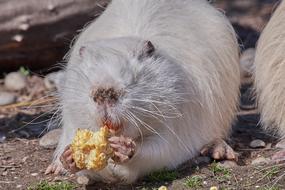 cute white beaver eats