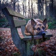 giving dog on the bench
