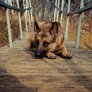 Dog Bridge Brown