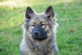 Dog Bitch Eurasier Orlaya