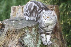Cat Silver Domestic